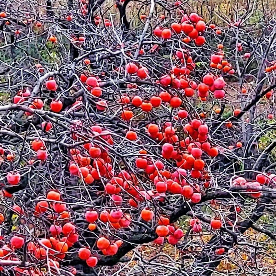 陕西临潼火晶柿子新鲜柿子当季水果整箱包邮应季大果脆水晶软甜,淘宝优惠券,粉丝福利购,淘宝优惠卷