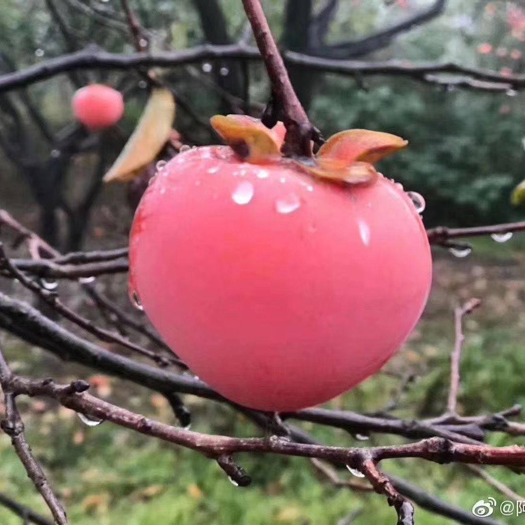 陕西临潼火晶柿子新鲜柿子当季水果整箱包邮应季大果脆水晶软甜,淘宝优惠券,粉丝福利购,淘宝优惠卷