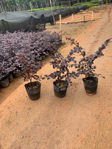 热销花卉红继木苗红石楠阳台庭院室外盆栽植物红花绿化苗 - 图1