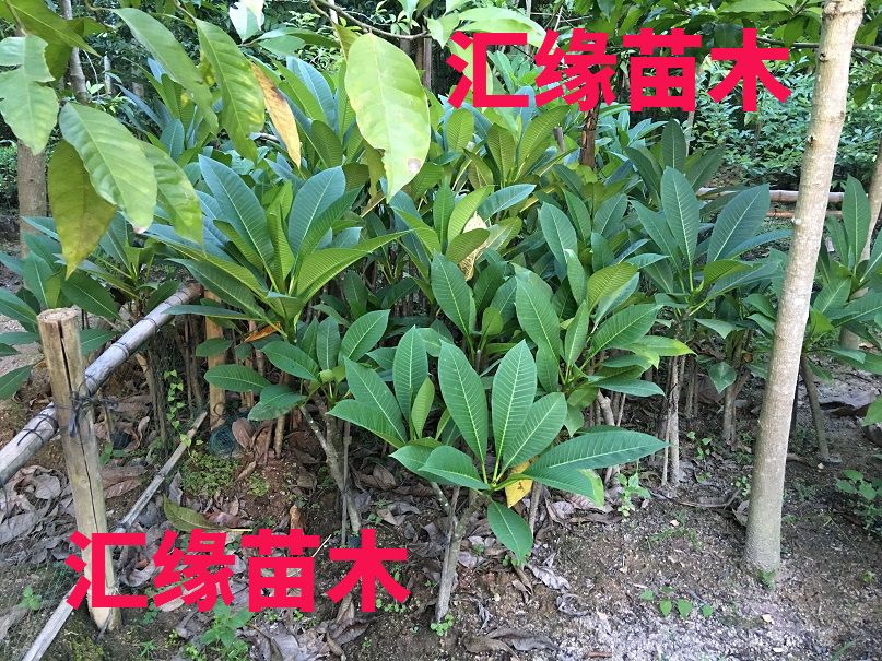 热销花卉正宗鸡蛋花苗缅栀子蛋黄花庭院阳台盆栽植物小苗 - 图2