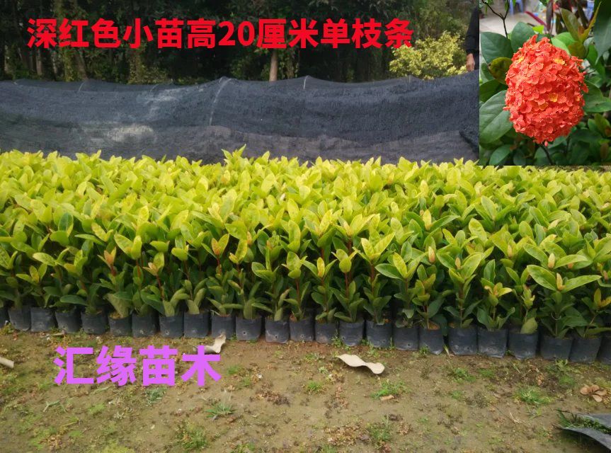 热销花卉龙船花苗五彩龙船花大王龙船花百日红庭院阳台盆栽小苗-图2