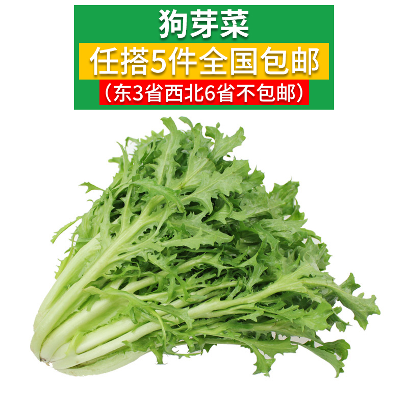 新鲜苦菊500克【任搭5份包邮】新鲜苦叶生菜 苦苣  苦菜 沙拉菜 - 图1