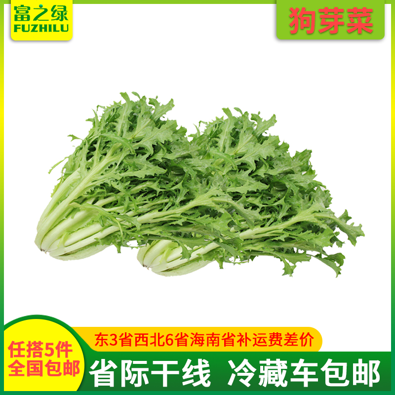 新鲜苦菊500克【任搭5份包邮】新鲜苦叶生菜苦苣苦菜沙拉菜-图0