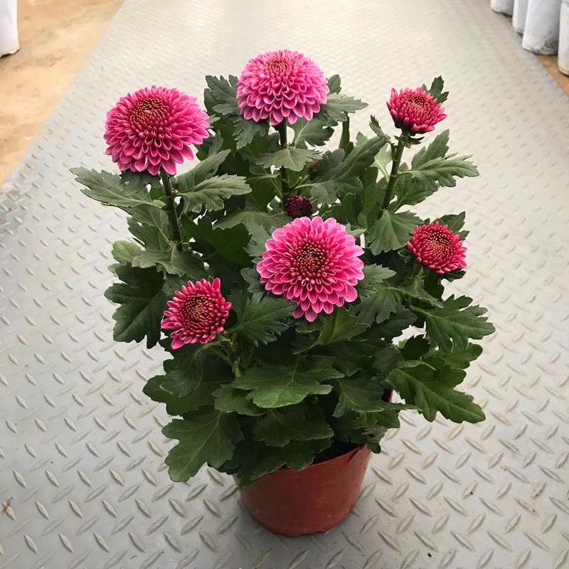 乒乓菊盆栽千头菊荷兰菊重瓣菊花四季开花大苗花卉带花发货包邮 我家园艺 淘优券