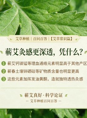泡脚用艾叶蕲春艾绒用正宗蕲艾