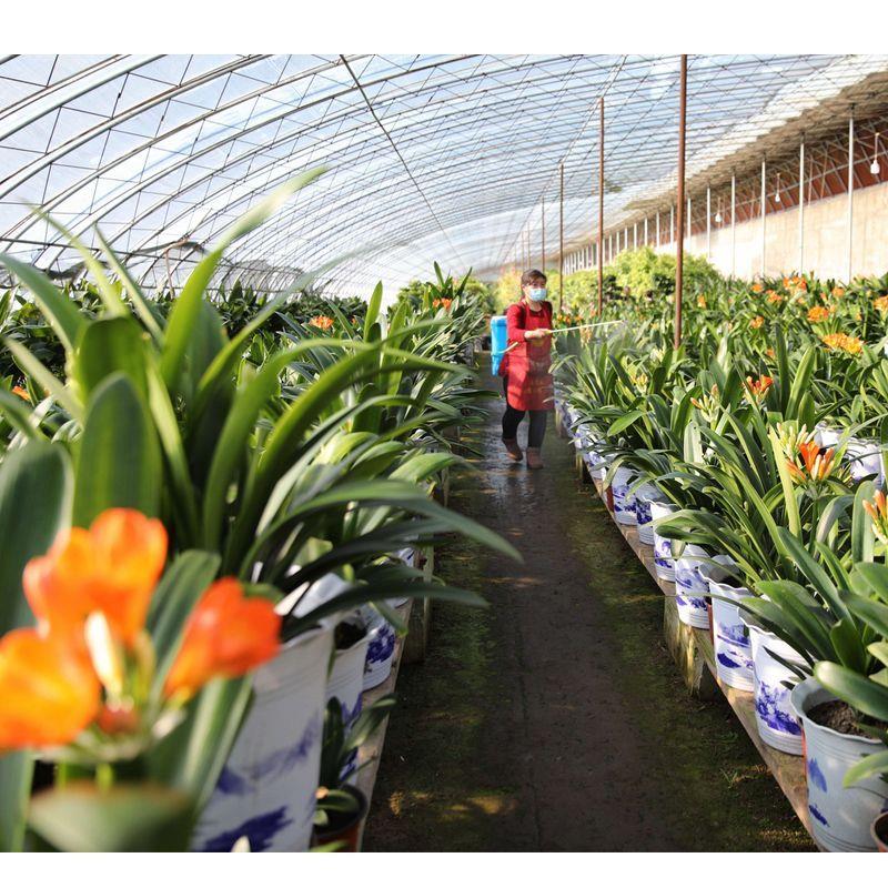 君子兰盆栽精品绿植花卉植物室内圆头和尚四季带花苞大苗当年开花-图1