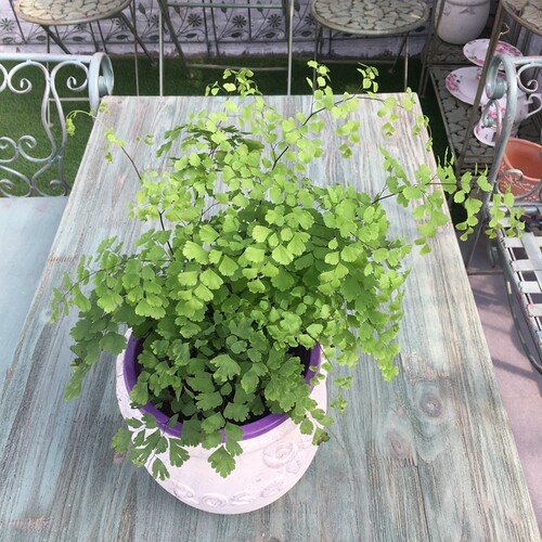 绿植花卉耐阴水培铁线蕨盆栽铁丝草多年生常绿草本观叶蕨类植物 - 图1