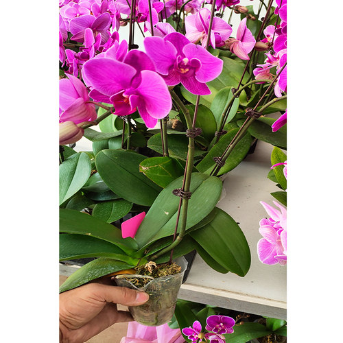 蝴蝶兰花苗带花剑带花苞盆栽兰花大苗客厅室内植物花卉四季好养活 - 图0