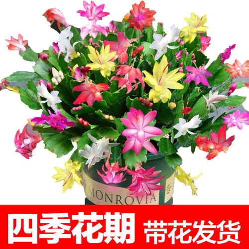 长寿花盆栽带花苞办公室内好养绿植四季开花桌面盆栽蟹爪兰虎刺梅 - 图0