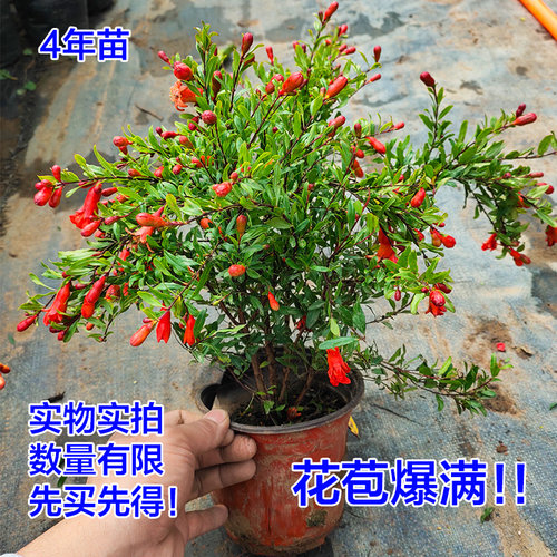 观赏花石榴盆栽盆景牡丹花石榴月季石榴开花结果室外庭院阳台花卉 - 图0