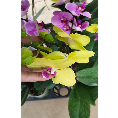 蝴蝶兰花苗带花剑带花苞盆栽兰花大苗客厅室内植物花卉四季好养活 - 图1