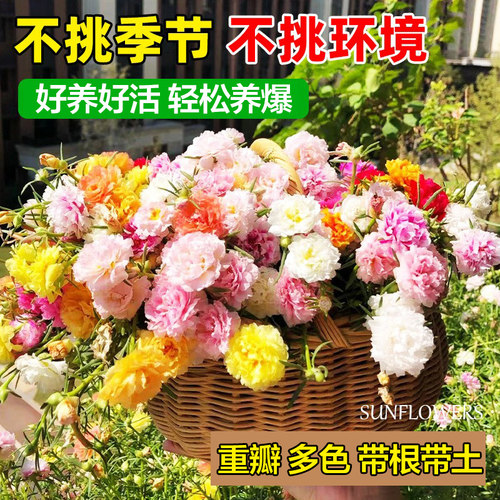 重瓣太阳花盆栽苗大花带根带花苞植物室内外阳台庭院四季好养花卉 - 图1