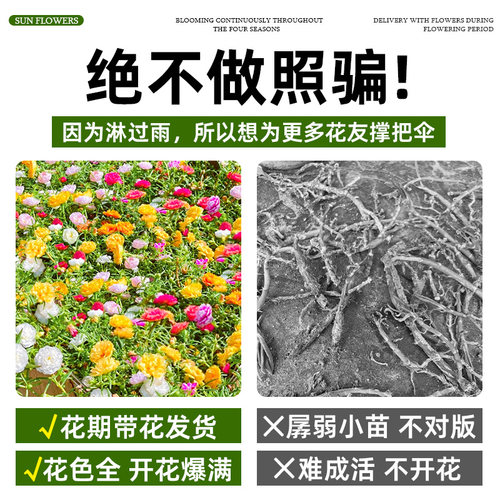 重瓣太阳花盆栽苗大花带根带花苞植物室内外阳台庭院四季好养花卉 - 图0