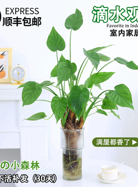 千手滴水观音水培植物老桩室内盆栽办公室桌面客厅千佛手观叶绿植