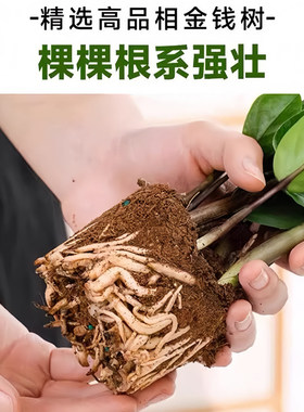 金钱树盆栽招财旺宅桌面盆景绿植办公室内中式禅意发财树四季植物