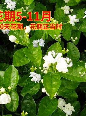 老桩带水培栀子驱蚊茉莉花好养盆栽绿植物九里香花卉苗室内外花苞