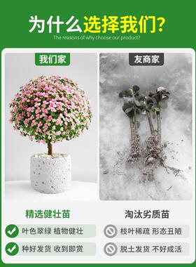 金枝玉叶老桩多肉植物室内小盆栽大颗好养新手花卉办公室桌面绿植