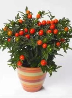 耐热耐寒多年生看樱桃 珊瑚豆 冬珊瑚 吉庆果红四季果 野海椒盆栽