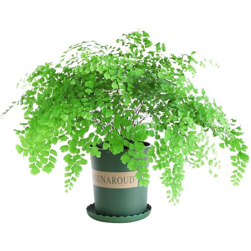 铁线蕨绿植盆栽客厅吸甲醛绿植凤尾蕨铁丝草室内耐阴狼尾蕨类植物 - 图3