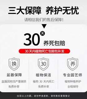 金虎仙人球仙人掌金琥办公室内盆栽盆栽超大号金冠植物大颗好养活