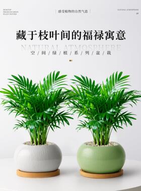 富贵椰子绿植散尾葵盆栽桌面室内客厅好养活植物花卉招财旺宅四季