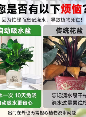发财树绿萝金钻花卉盆栽小绿植水培好养办公室内多肉植物净化空气