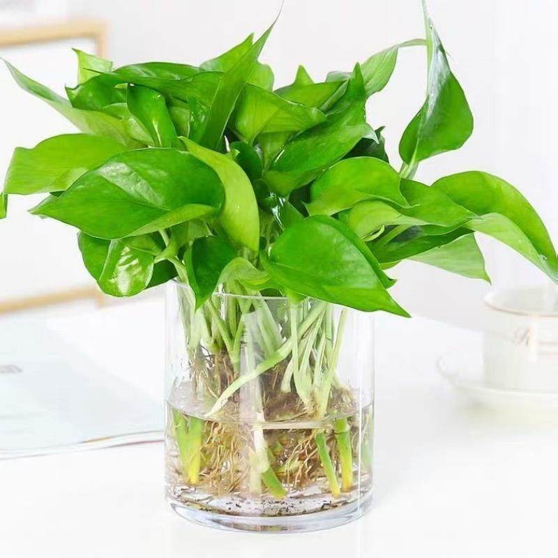 绿萝苗水培好养盆栽办公室内花卉绿植懒人裸根绿箩除甲醛净化空气,淘宝优惠券,粉丝福利购,淘宝优惠卷