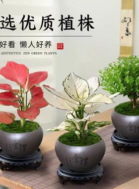 室内盆栽菩提树盆景办公小叶赤楠发财树文竹绿植物好养除甲醛客厅