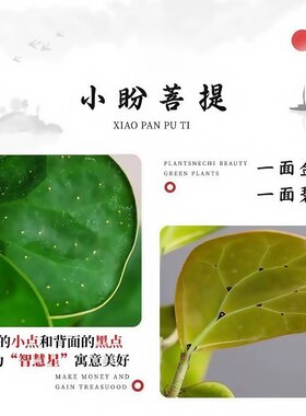 水培植物带果小盼菩提树苔藓球植物办公客厅室内桌面绿植四季盆景