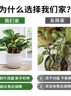 紫边碧玉植物电脑宝贝植物室内常绿盆栽办公室净化空气小绿植