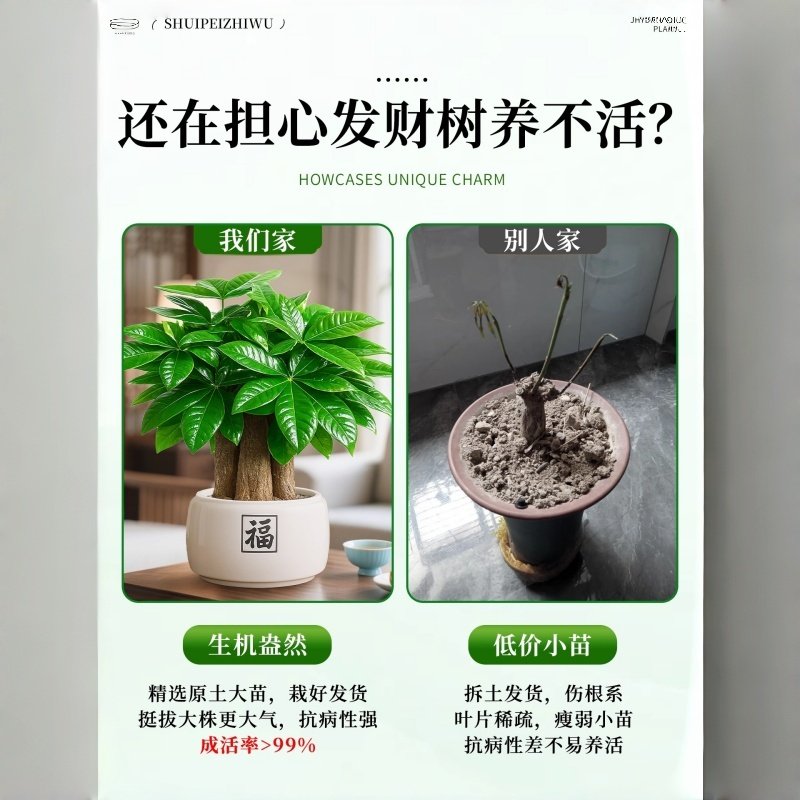 发财树盆栽招财旺宅桌面盆景办公室绿植室内客厅中式禅意四季植物,淘宝优惠券,粉丝福利购,淘宝优惠卷