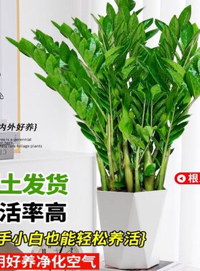 金钱树盆栽植物室内花卉客厅四季常青好养绿植大摇钱串子小发财树