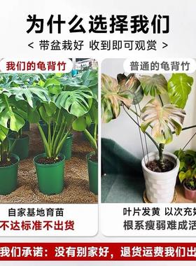 龟背竹盆栽大叶开背老桩客厅办公室内植物大型净化空气好养活绿植