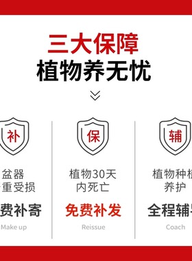 紫竹鸿运富贵竹水培植物水养带根转运竹子盆栽室内客厅发财竹带根