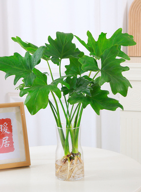 水培植物春羽盆栽蔓绿绒室内龟背竹春雨绿植常青绿萝好养办公桌面