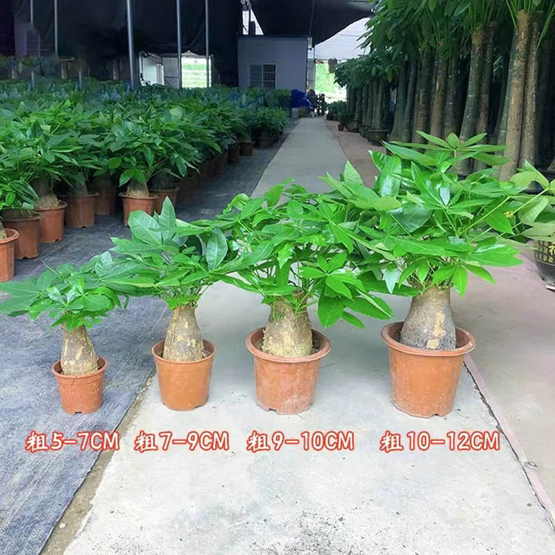 招财花卉发财树树旺宅盆景盆栽客厅办公室老桩粗杆桌面绿植内大型,淘宝优惠券,粉丝福利购,淘宝优惠卷