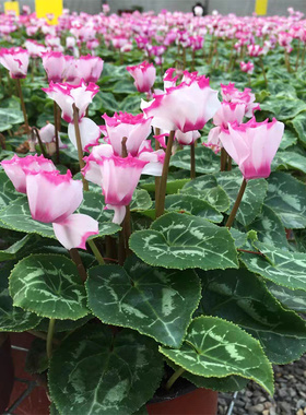 仙客来盆栽带花阳台四季开花植物重瓣蝶衣花苗室内好养活耐寒花卉