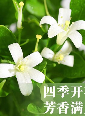 水培植物九里香盆栽室内客厅花卉绿植阳台驱蚊四季开花好养桌面花