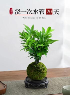 水培苔藓球竹柏中式禅意桌面盆栽夏季驱蚊绿植四季常青茶桌摆件