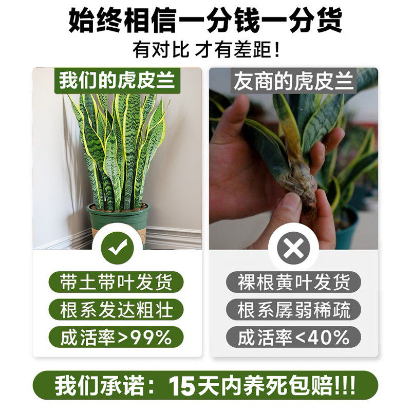 金边虎皮兰盆栽花卉多肉水培绿植物室内好养办公室四季常青虎尾兰,淘宝优惠券,粉丝福利购,淘宝优惠卷