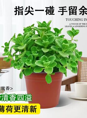 碰碰香盆栽可食用绿植驱蚊提神香喷喷多肉植物花卉净化空气一抹香