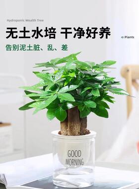 发财树小盆栽花卉绿植物办公室内吸甲醛绿萝文竹水培发财树好养