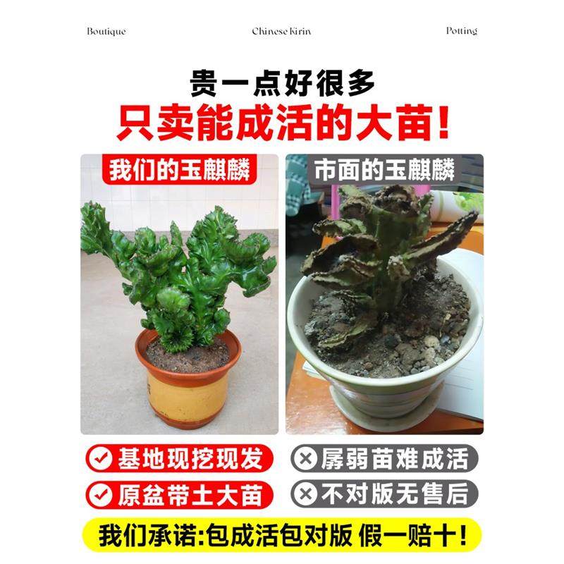 玉麒麟盆栽带盆带根室内客厅办公桌面招财摆件花卉红麒麟多肉植物,淘宝优惠券,粉丝福利购,淘宝优惠卷