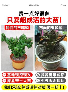 玉麒麟盆栽带盆带根室内客厅办公桌面招财摆件花卉红麒麟多肉植物