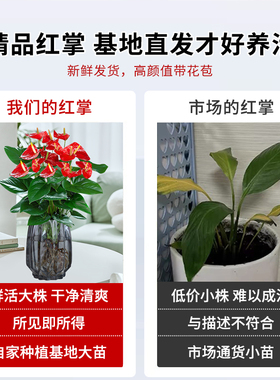 水培红掌鸿运当头盆栽带花大叶大花盆景好养红运真花植物花卉绿植