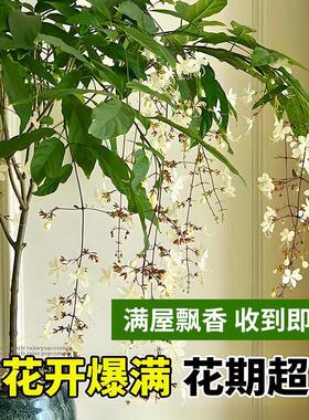 垂丝茉莉盆栽带花苞办公室内桌面好养泰国风车茉莉阳台花卉绿植物