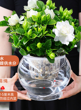 栀子花盆栽四季花卉室内水培植物桌面好养的懒人花适合阳台养的花