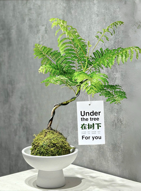 蓝花楹苔藓球ins风办公室桌面盆栽绿植净化空气趣味植物喜湿