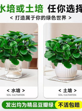 大盆碧玉盆栽豆瓣绿多肉植物室内桌面绿植净化空气四季常青好养活