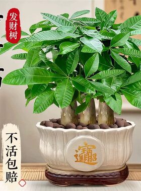 发财树盆栽招财花卉绿植物室内客厅盆栽大金钱树小盆景三杆步步高